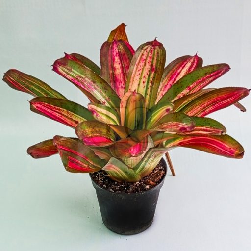 Neoregelia Baby Girl