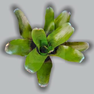 Neoregelia Casiopea 