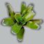 Neoregelia Casiopea 