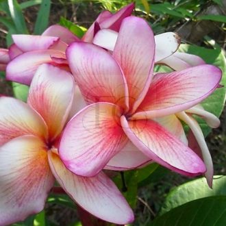 Plumeria rubra "Nui's Secret" (NUI)