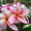 Plumeria rubra "Nui's Secret" (NUI)