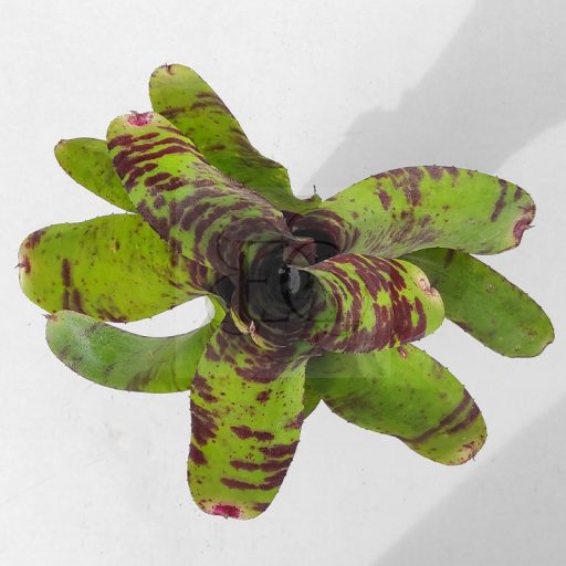 Neoregelia HL X Froster Pink tip