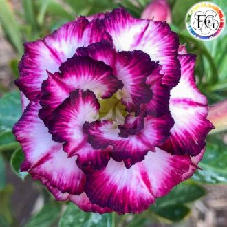 Adenium obesum (TQC 06)