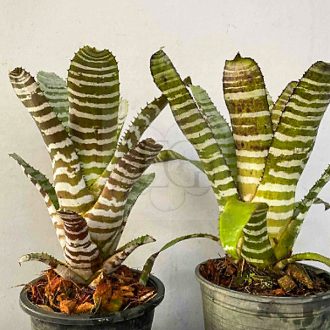 Aechmea Chantinii Hybrid-Green