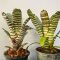 Aechmea Chantinii Hybrid-Green