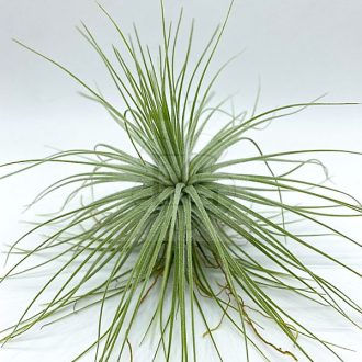 Tillandsia Magnusiana/L