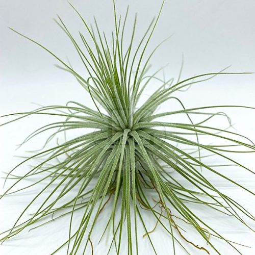 Tillandsia Magnusiana