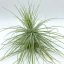Tillandsia Magnusiana/L