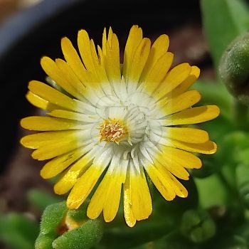 Delosperma Basuticum Delosperma Basuticum