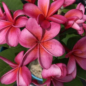 Plumeria rubra "Minerva" JJ