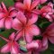 Plumeria rubra "Minerva" JJ