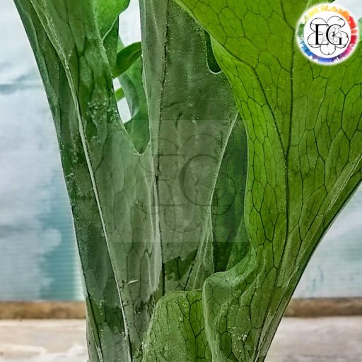 Platycerium Grande/Óriás szarvaspáfrány