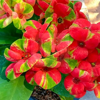 Euphorbia milii "Butterfly" (A70)