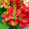 Euphorbia milii "Butterfly" (A70)