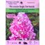 Hydrangea paniculata "Sunday Fraise"/ Bugás hortenzia