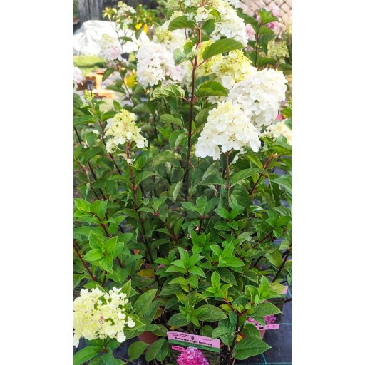 Hydrangea paniculata "Sunday Fraise"/ Bugás hortenzia