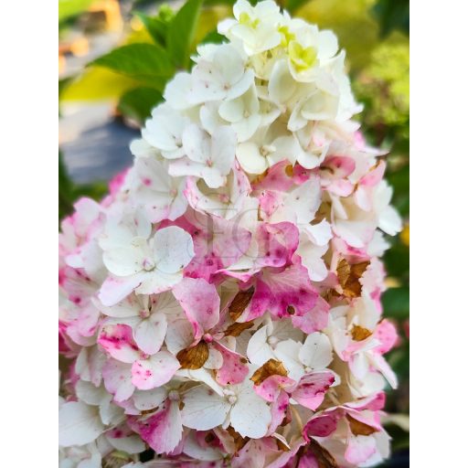 Hydrangea paniculata "Sunday Fraise"/ Bugás hortenzia