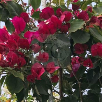 Bougainvillea "Rubiana" Bougainvillea "Rubiana"