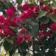 Bougainvillea "Rubiana"