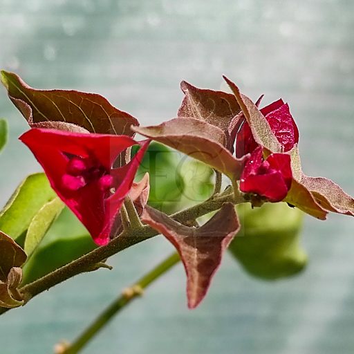 Bougainvillea "Rubiana"
