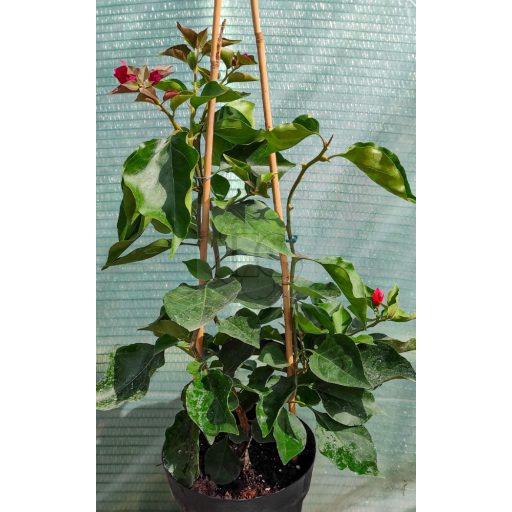 Bougainvillea "Rubiana"