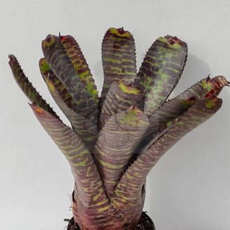 Neoregelia Hannibal Lacter