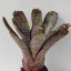 Neoregelia Hannibal Lacter