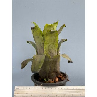 Hohenbergia Leopoldo Hortii