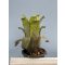 Hohenbergia Leopoldo Hortii
