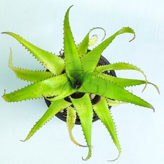 Hylaeaicum Pendula X Meana 