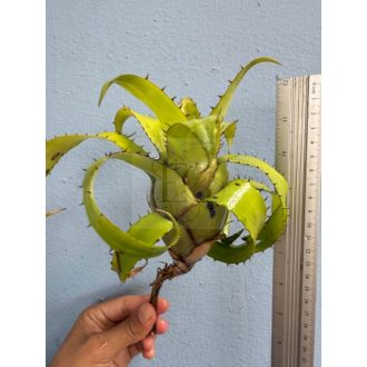 Hylaeaicum Pendula X Meana 