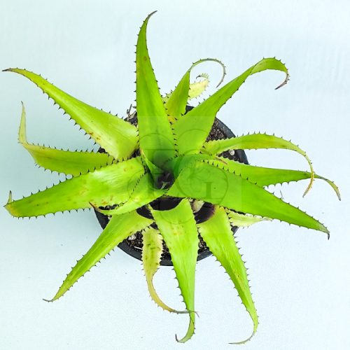 Hylaeaicum Pendula X Meana 