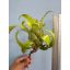 Hylaeaicum Pendula X Meana 