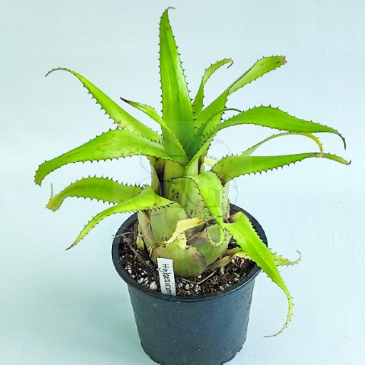 Hylaeaicum Pendula X Meana 