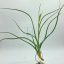Tillandsia Pseudobaileyi Clump