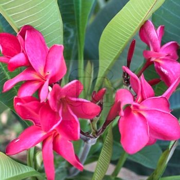Plumeria rubra "Red Monalisa" dugvány Plumeria rubra "Red Monalisa" dugvány