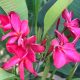 Plumeria rubra "Red Monalisa" dugvány