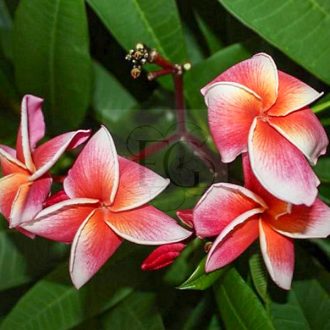 Plumeria rubra "Thai Lurline" 