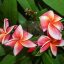 Plumeria rubra "Thai Lurline" 