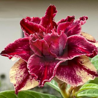Adenium obesum "Manh Long" (TQC56)