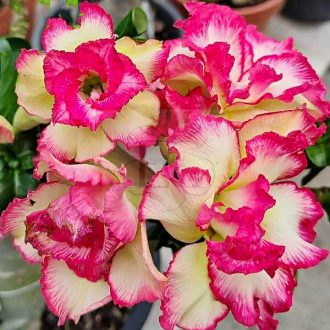 Adenium obesum Mini "Mi Kylin" (14)
