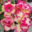 Adenium obesum Mini "Mi Kylin" (14)