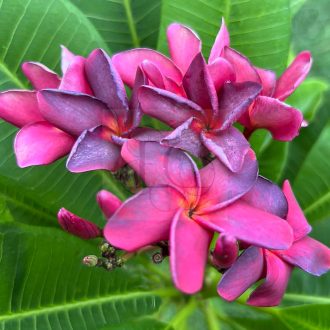 Plumeria rubra "PK Lucky Purple" magok