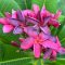 Plumeria rubra "PK Lucky Purple" magok