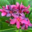 Plumeria rubra "PK Lucky Purple" magok