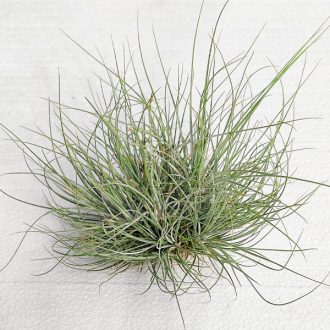 Tillandsia Juncea Pulk/S