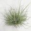 Tillandsia Juncea Pulk/S