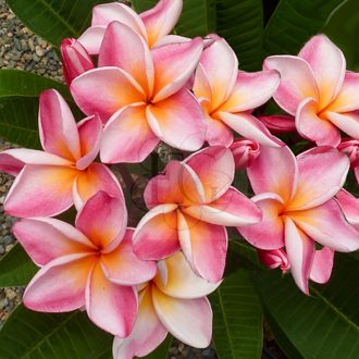 Plumeria rubra "Serenade" JJ