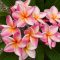 Plumeria rubra "Serenade" JJ