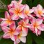Plumeria rubra "Serenade" JJ